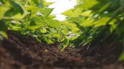 Hay repercusiones en la agronomía