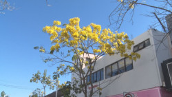 Árboles de flor de amapa
