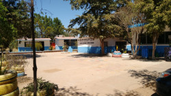 Abejas atacan a niños y maestras en un plantel educativo al norte de la ciudad