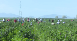 Inspecciona DIF Ahome campos agrícolas para evitar que exista niños explotados laboralmente