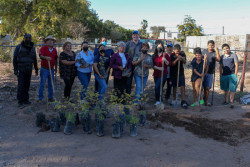 Reforestan colonia de Ciudad Obregón