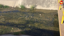 Aguas negras estancadas en canal de Pueblo Nuevo