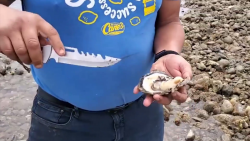 Por marea roja, se prohíbe pesca y venta de moluscos
