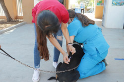 Estudiantes de veterinaria vacunan gratis a perros y gatos