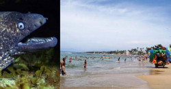 Morenas han mordido a 165 bañistas en Nayarit