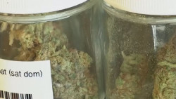No hay consenso para uso de drogas para fines médicos