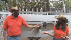 Abre el zoológico Culiacán “La Granja “ donde se podrá tener contacto directo con los animales