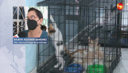 Exhorta Amigos de los Animales A.C. a no abandonar a las mascotas durante vacaciones