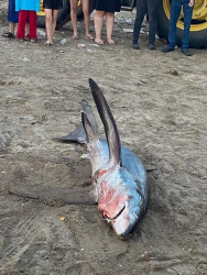 Resalta el alcalde de Bácum que la especie acuática ya se encontraba sin vida desde las profundidades del mar.