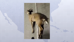 Muere arrollado un venado