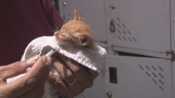 Cuide a su mascota de las altas temperaturas