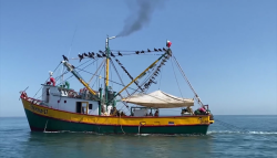 Se instalarán casetas fitosanitarias para productos del mar en Sinaloa