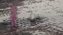 Fuga de aguas negras cerca de una escuela en la Francisco Villa