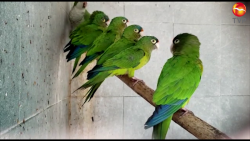 300 especies ha rescatado Acuario en lo que va del año