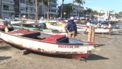 Pez pajarito trae mermas a pescadores de escama en Playa Norte