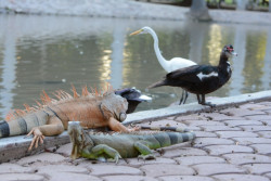 Aclaran presencia de iguanas muertas en el parque Sinaloa