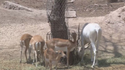 El zoológico de Culiacán tendrá sorpresas para la niñez este sábado