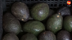 Aumenta precios de la canasta básica: el aguacate supera los cien pesos