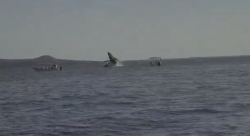 Capacitados lancheros de Topolobampo ante la presencia de una ballena en la bahía