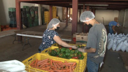 Buen desempeño de exportación se ha registrado entre los productores de hortalizas