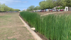 Maleza muy crecida en canal pluvial de boulevard Atlántico