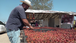 ¡Ya hay ciruelas en agua caliente de Gárate!