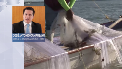 Desmiente ecuador que su camarón este fuera del TLC con México