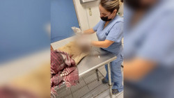 Machetean a perro en Navojoa, protectoras de animales dicen que el maltrato a los caninos va a la alza