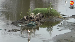 Aves pasan por la basura en el Arroyo Jabalíes