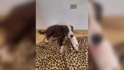 Balean a perro en Álamos y cercenan a otro en Navojoa