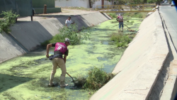 Avanza limpieza de canales pluviales