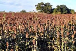 AARFS comienza la recepción de sorgo en sus bodegas
