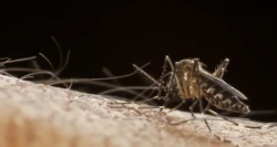Se mantiene 8 casos confirmados de dengue en la zona norte de Sinaloa informa la jurisdicción sanitaria