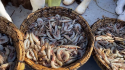 Podrían frenar exportación de mariscos a Estados Unidos.