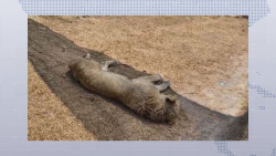 Más de 100 felinos exóticos abandonados están en riesgo de muerte
