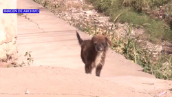 Se reciben hasta 25 quejas por abandono y maltrato de mascotas