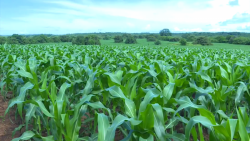 Disminuye casi un 50% el precio del elote para productores