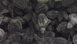 Inicia la temporada de anidación de tortugas