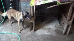 Llaman a extremar cuidados por golpe de calor en perros