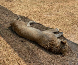 Zoológicos de la AZCARM  verificados por PROFEPA