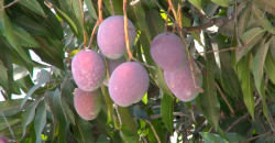 Productores de mango estiman exportar más de 60 mil toneladas a EU, Canadá y Europa