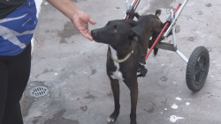 Aumenta el golpe de calor en mascotas