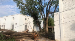 Fuertes vientos derriban 30 árboles en el municipio de El Fuerte