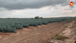 Mazatlán tendrá su propio mezcal