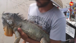 Oficialía Mayor exhorta a PROFEPA a retirar a personas que rentan animales en la Isla de la Piedra