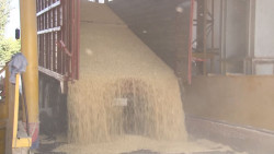 Productores no son los responsables del incremento al kilogramo de tortilla