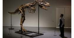 Venden por 6.1 mdd el esqueleto de un dinosaurio del Cretácico