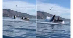 ¡Impresionante! Mujeres iban en un kayak y se las traga una ballena (video)