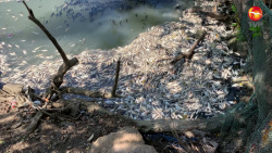 Por derrame de drenaje persiste mortandad en Estero del Yugo
