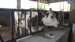 Arrancan con Programa de Inseminación en Mazatlán